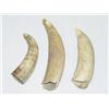 Image 1 : LOT (3) ANIMAL TEETH: (1) 4", (1) 3 1/2