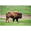 Image 4 : Michigan Buffalo Hunt