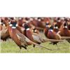 Image 3 : Michigan 18 Bird Pheasant Hunt