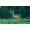 Image 6 : Illinois Youth Archery Whitetail Hunt