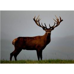Big 5 Lodge Red Stag Hunt