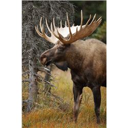 Saskatchewan Moose Hunt