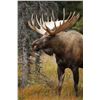 Image 1 : Saskatchewan Moose Hunt