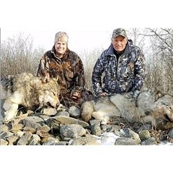 Alberta Wolf / Coyote Hunt