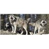 Image 2 : Alberta Wolf / Coyote Hunt