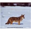 Image 5 : Alberta Wolf / Coyote Hunt