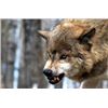 Image 7 : Alberta Wolf / Coyote Hunt