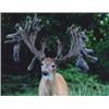 Image 4 : Indiana Trophy Whitetail Hunt