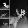 Image 7 : Indiana Trophy Whitetail Hunt