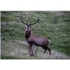 Image 8 : New Zealand Red Stag & Feral Goat Hunt