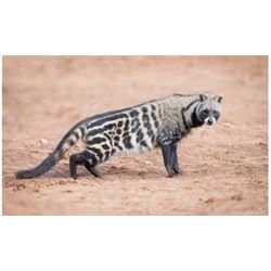 South Africa 12 Day Safari for Night Critters