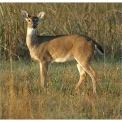 Michigan Whitetail Doe Hunt