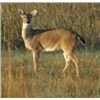 Image 1 : Michigan Whitetail Doe Hunt