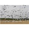 Image 2 : Saskatchewan Duck & Goose Hunt