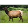 Image 1 : Utah Cow Elk Hunt