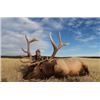 Image 5 : Utah Cow Elk Hunt