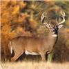 Image 2 : Nebraska Early Whitetail Archery Hunt