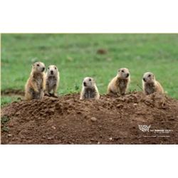South Dakota Prairie Dog Hunt