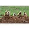Image 1 : South Dakota Prairie Dog Hunt