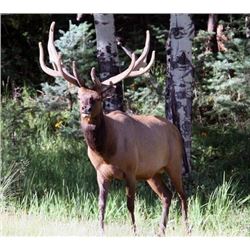 New Mexico Bull Elk Rim Rock Hunt