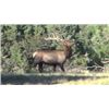Image 2 : New Mexico Bull Elk Rim Rock Hunt