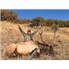 Image 4 : New Mexico Bull Elk Rim Rock Hunt