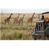 Image 15 : Botswana 9 Day Hunting / 3 day Photo Safari