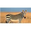 Image 2 : Botswana 9 Day Hunting / 3 day Photo Safari