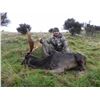 Image 3 : New Zealand Fallow Deer & Feral Goat Hunt