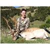 Image 4 : New Zealand Fallow Deer & Feral Goat Hunt