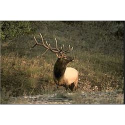 British Columbia Elk / Wolf Combo Hunt