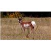 Image 11 : Wyoming Archery Antelope Hunt
