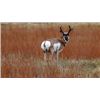 Image 13 : Wyoming Archery Antelope Hunt