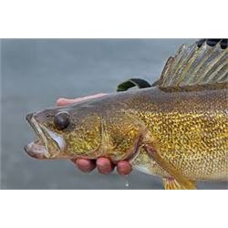 Lake St. Clair or Detroit River Fishing Charter