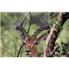 Image 10 : South Africa Buffalo/Plains Game Hunt