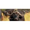 Image 12 : South Africa Buffalo/Plains Game Hunt