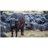 Image 2 : South Africa Buffalo/Plains Game Hunt