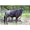 Image 4 : South Africa Buffalo/Plains Game Hunt