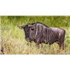 Image 5 : South Africa Buffalo/Plains Game Hunt
