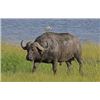 Image 8 : South Africa Buffalo/Plains Game Hunt