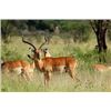 Image 9 : South Africa Buffalo/Plains Game Hunt