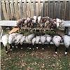 Image 5 : Arkansas Duck Hunt