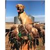Image 7 : Arkansas Duck Hunt