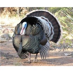 Mexico Gould’s Turkey Hunt