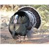 Image 1 : Mexico Gould’s Turkey Hunt