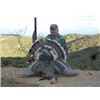 Image 9 : Mexico Gould’s Turkey Hunt