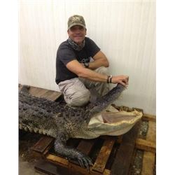 Florida Alligator Hunt