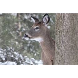 Michigan Whitetail Doe Hunt