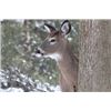 Image 1 : Michigan Whitetail Doe Hunt