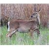 Image 5 : Michigan Whitetail Doe Hunt